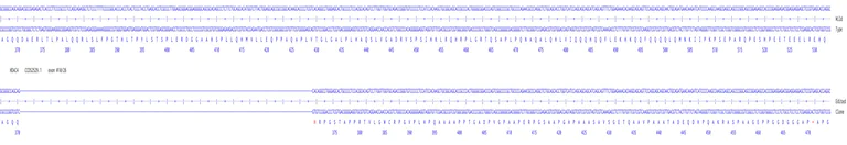 Next Generation Sequencing - Human HDAC4 knockout A549 cell line (AB286674)