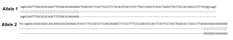 Next Generation Sequencing - Human HDAC4 knockout HCT116 cell line (AB286487)