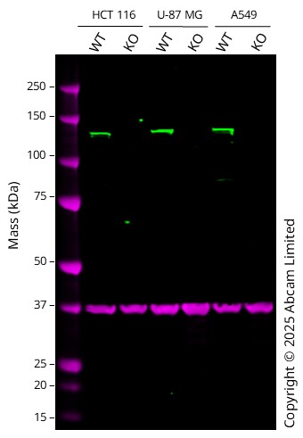 Human HDAC4 knockout HCT116 cell line