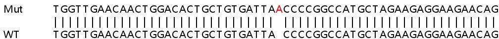 Sanger Sequencing - Human HELLS (SMARCA6) knockout HeLa cell lysate (AB258893), expandable thumbnail