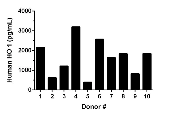 Sandwich ELISA - Human Heme Oxygenase 1 ELISA Kit (AB207621)