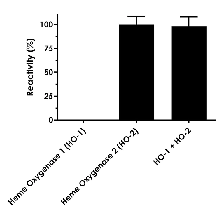 Sandwich ELISA - Human Heme Oxygenase 2 (HO-2) ELISA Kit (AB324502)