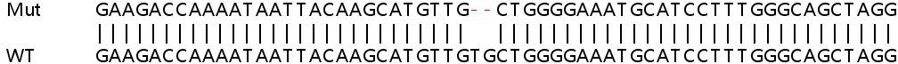 Sanger Sequencing - Human HERC4 knockout HeLa cell line (AB265937), expandable thumbnail