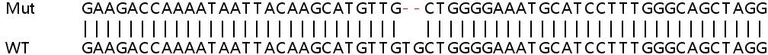 Sanger Sequencing - Human HERC4 knockout HeLa cell lysate (AB263227)