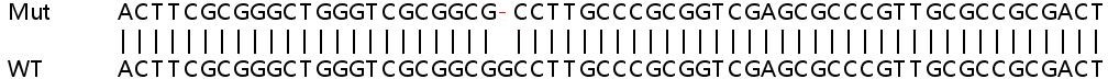 Human HERC5 knockout A549 cell line