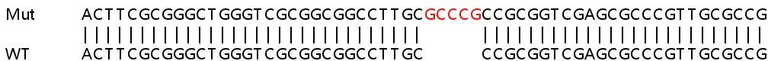 Sanger Sequencing - Human HERC5 knockout A549 cell lysate (AB258899)