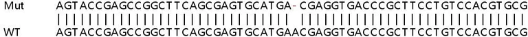Sanger Sequencing - Human HES1 knockout HeLa cell line (AB265638)