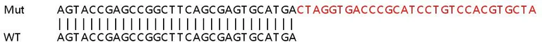 Sanger Sequencing - Human HES1 knockout HeLa cell line (AB265638)