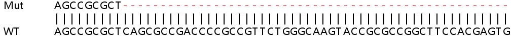 Human HES4 knockout A549 cell line