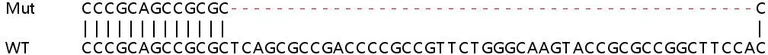 Sanger Sequencing - Human HES4 knockout A549 cell lysate (AB258901)