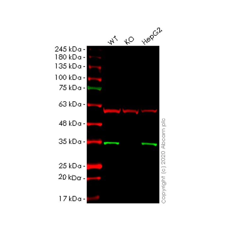 Western blot - Human HIBADH knockout HeLa cell lysate (AB257986)