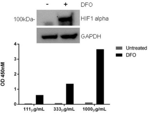 ELISA - Human HIF-1 alpha ELISA Kit (AB171577), expandable thumbnail
