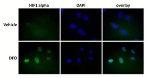 Immunocytochemistry/ Immunofluorescence - Human Hif1 + PDK1 Hypoxia In Cell ELISA Kit (IR) (AB125299)