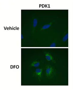 Immunocytochemistry/ Immunofluorescence - Human Hif1 + PDK1 Hypoxia In Cell ELISA Kit (IR) (AB125299)