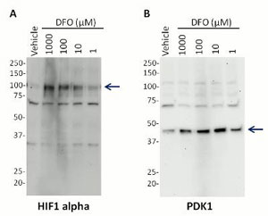 Western blot - Human Hif1 + PDK1 Hypoxia In Cell ELISA Kit (IR) (AB125299), expandable thumbnail