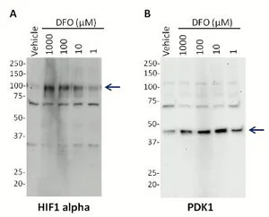 Western blot - Human Hif1 + PDK1 Hypoxia In Cell ELISA Kit (IR) (AB125299)