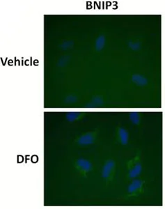 Immunocytochemistry/ Immunofluorescence - Human Hif1a + BNIP3 Hypoxia In Cell ELISA Kit (IR) (AB129733)