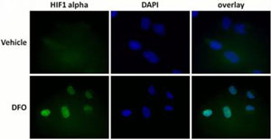 Immunocytochemistry/ Immunofluorescence - Human Hif1a + BNIP3 Hypoxia In Cell ELISA Kit (IR) (AB129733), expandable thumbnail