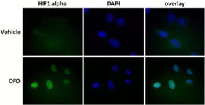 Immunocytochemistry/ Immunofluorescence - Human Hif1a + BNIP3 Hypoxia In Cell ELISA Kit (IR) (AB129733)
