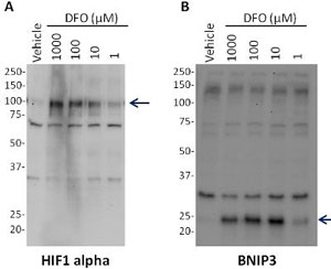 Western blot - Human Hif1a + BNIP3 Hypoxia In Cell ELISA Kit (IR) (AB129733), expandable thumbnail