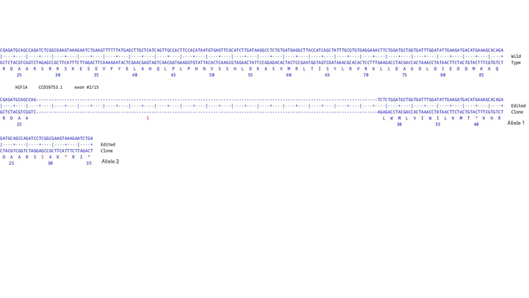 Next Generation Sequencing - Human HIF1A (HIF-1 alpha) knockout A549 cell line (AB280798)