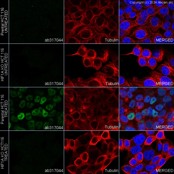 Immunocytochemistry/ Immunofluorescence - Human HIF1A (HIF-1 alpha) knockout HCT116 cell line (AB255394)