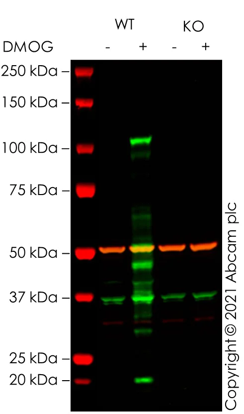 Western blot - Human HIF1A (HIF-1 alpha) knockout HCT116 cell line (AB255394)