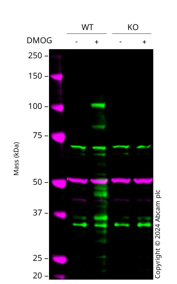 Western blot - Human HIF1A (HIF-1 alpha) knockout HCT116 cell line (AB255394)