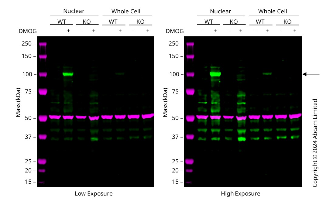 おまとめ【fl706】【aph106】 Human HIF1A (HIF-1 alpha) knockout HCT116 cell line