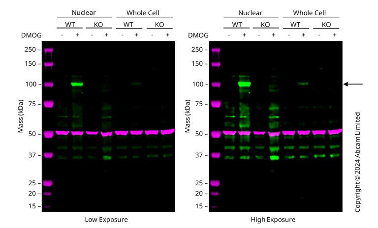 Western blot - Human HIF1A (HIF-1 alpha) knockout HCT116 cell line (AB255394)