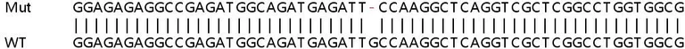 Sanger Sequencing - Human HINT1 knockout HeLa cell lysate (AB257465)