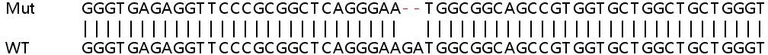 Sanger Sequencing - Human HINT2 knockout HEK-293T cell line (AB266498)
