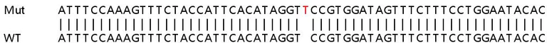 Sanger Sequencing - Human HIPK3 (FIST) knockout HeLa cell line (AB264840)