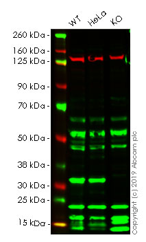 Western blot - Human HIST1H1C (Histone H1.2) knockout A549 cell line (AB261873)