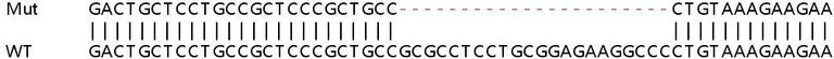 Sanger Sequencing - Human HIST1H1C (Histone H1.2) knockout HeLa cell line (AB261794)