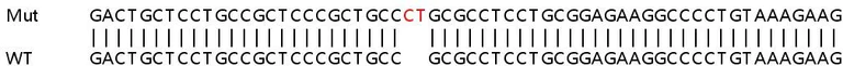 Sanger Sequencing - Human HIST1H1C (Histone H1.2) knockout HeLa cell line (AB261794)