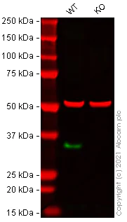 Western blot - Human HIST1H1C (Histone H1.2) knockout HeLa cell line (AB261794)