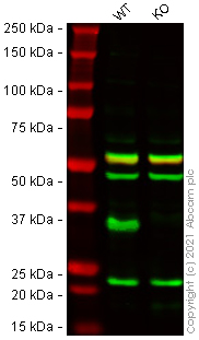Western blot - Human HIST1H1C (Histone H1.2) knockout HeLa cell lysate (AB257218), expandable thumbnail