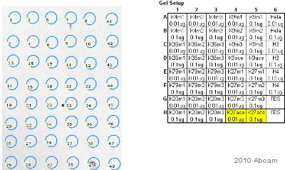Dot Blot - Human Histone H3 (acetyl K27) peptide (AB24404)