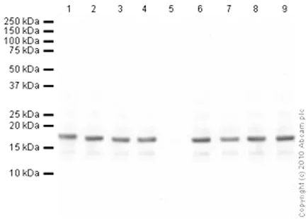 Western blot - Human Histone H3 (acetyl K27) peptide (AB24404)