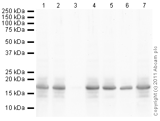 Western blot - Human Histone H3 (acetyl K27) peptide (AB24404), expandable thumbnail