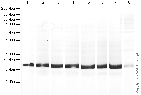 Western blot - Human Histone H3 (acetyl K27) peptide (AB24404), expandable thumbnail