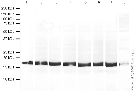 Western blot - Human Histone H3 (acetyl K27) peptide (AB24404)