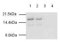 Western blot - Human Histone H3 (acetyl K27) peptide (AB24404), expandable thumbnail