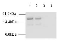 Western blot - Human Histone H3 (acetyl K27) peptide (AB24404)