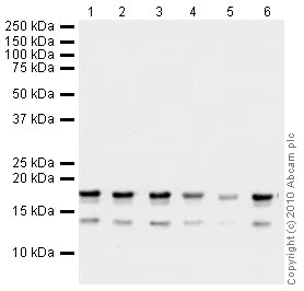 Western blot - Human Histone H3 (di methyl K36) peptide (AB1784)
