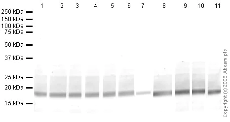 Western blot - Human Histone H3 (di methyl K9) peptide (AB1772)