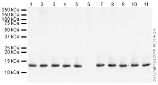 Western blot - Human Histone H3 (di methyl K9) peptide (AB1772)