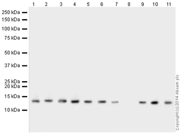Western blot - Human Histone H3 (di methyl K9) peptide (AB1772)