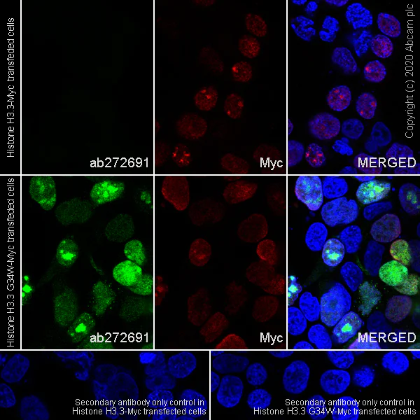 Immunocytochemistry/ Immunofluorescence - Human Histone H3 (Mutated K27M, K36M) + Histone H3.3 (Mutated G34W, G34V, G34R) Antibody Panel (AB274411)